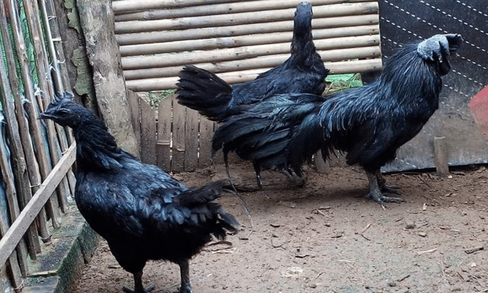  Ayam  Buras Jenis dan Sistem Pemeliharaannya