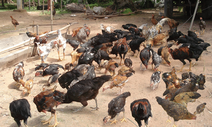 Mengenal Ayam Buras Jenis Dan Sistem Pemeliharaannya Lengkap