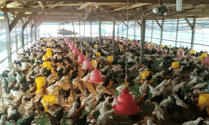 Cara Merawat Ayam Pelung Dari Kecil