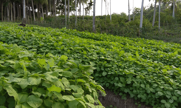 Cara Menanam Bayam Hasil Berlimpah - Kebun.co.id